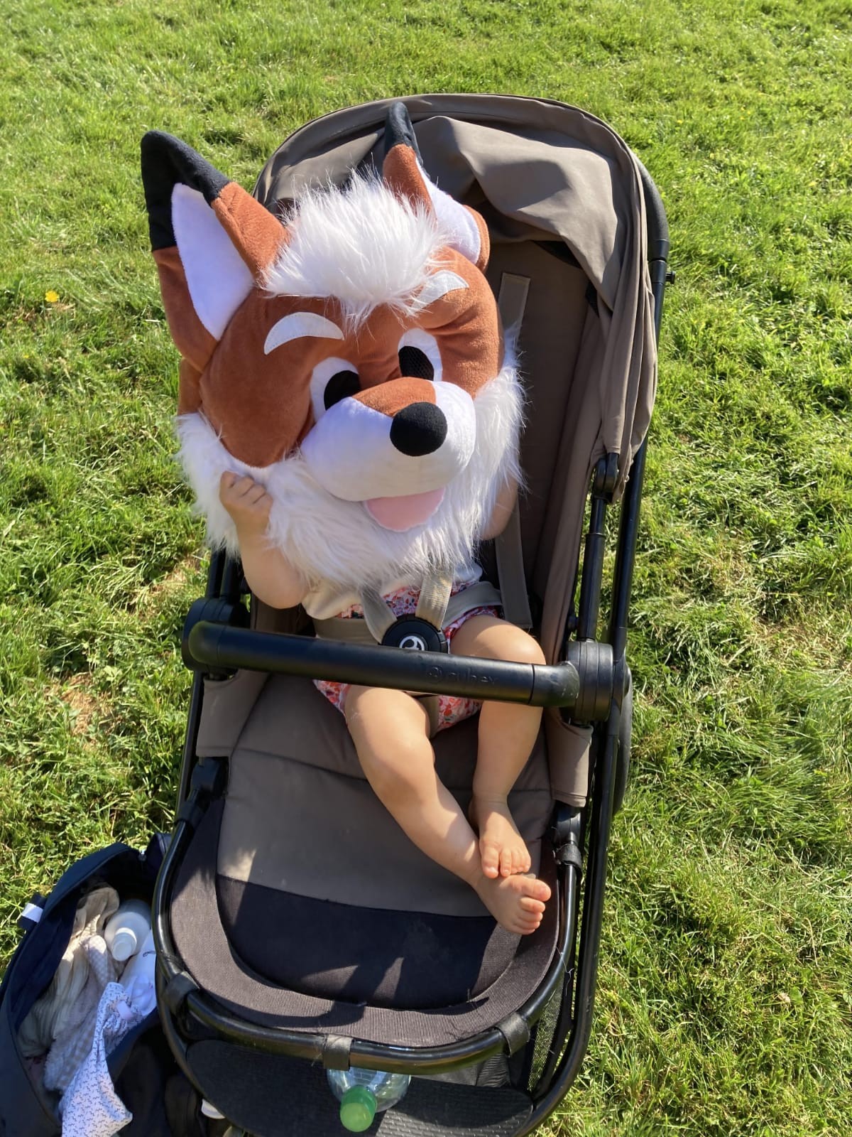 Foxy 1