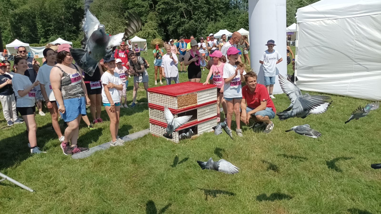 Lacher de pigeons 8 